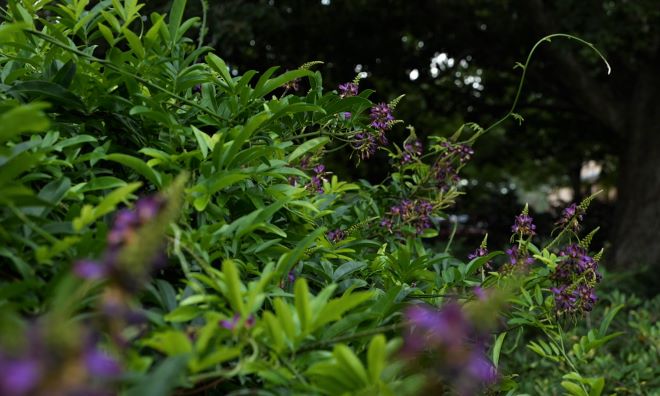 Get It Growing: Fragrant evergreen wisteria is a great covering vine
